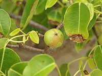 Manchineel tree and fruit