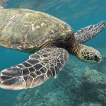Swim with friendly turtles in Barbados!