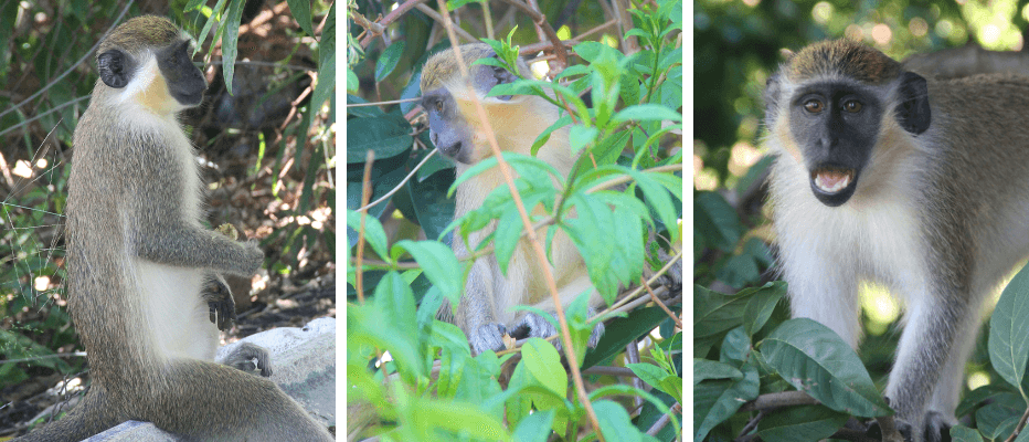 Monkeys in Barbados